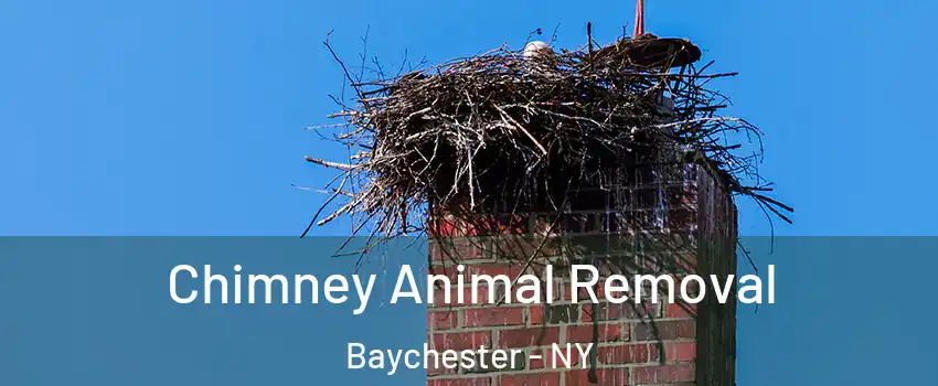 Chimney Animal Removal Baychester - NY