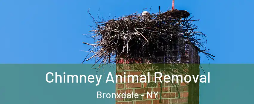 Chimney Animal Removal Bronxdale - NY