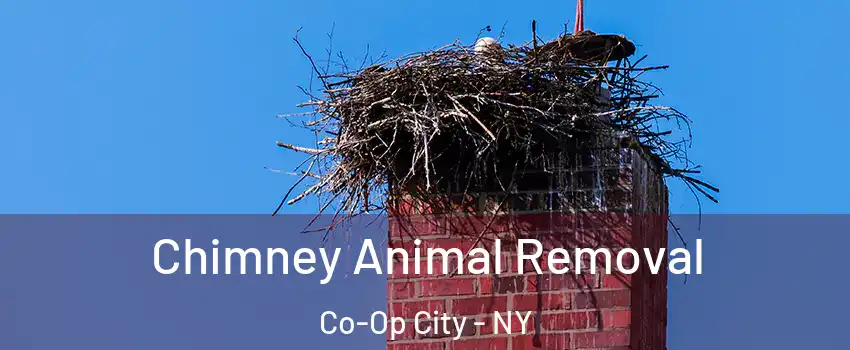 Chimney Animal Removal Co-Op City - NY