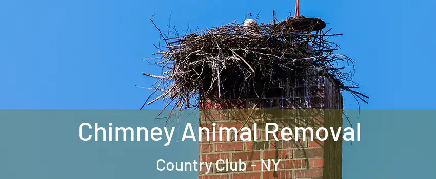 Chimney Animal Removal Country Club - NY