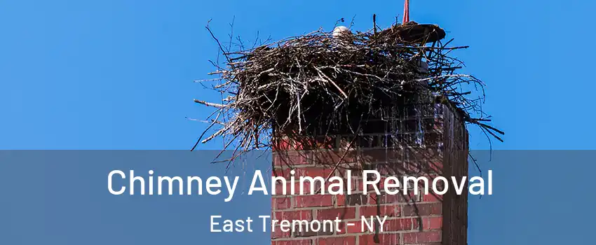 Chimney Animal Removal East Tremont - NY