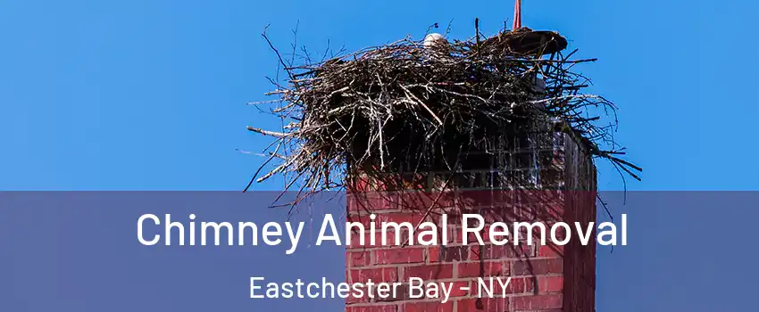 Chimney Animal Removal Eastchester Bay - NY