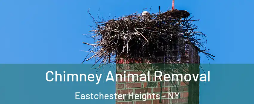 Chimney Animal Removal Eastchester Heights - NY