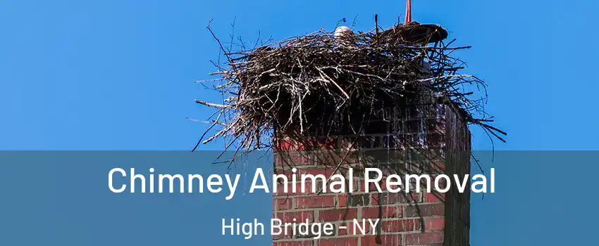 Chimney Animal Removal High Bridge - NY