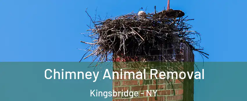 Chimney Animal Removal Kingsbridge - NY