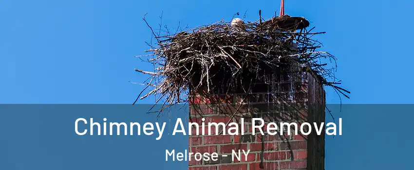 Chimney Animal Removal Melrose - NY