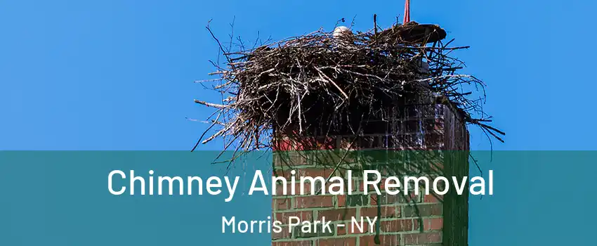 Chimney Animal Removal Morris Park - NY