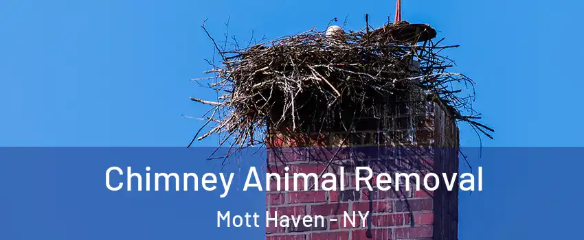 Chimney Animal Removal Mott Haven - NY