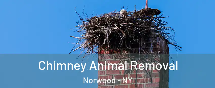 Chimney Animal Removal Norwood - NY