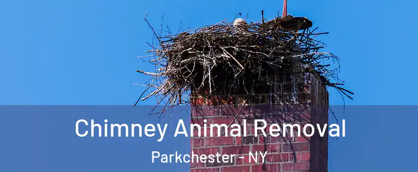 Chimney Animal Removal Parkchester - NY