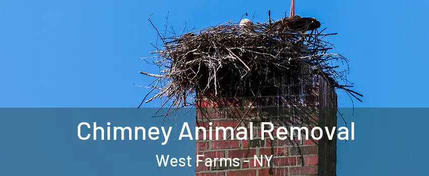 Chimney Animal Removal West Farms - NY