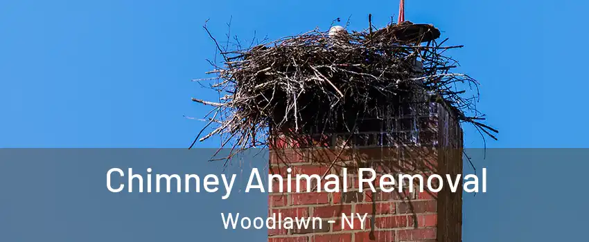 Chimney Animal Removal Woodlawn - NY