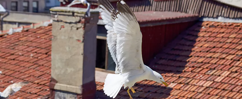 Residential Chimney Animal Removal Solution in Morrisania, NY